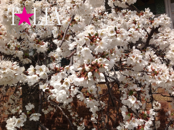 У большинства людей День матери ассоциируется с весной. Он совпадает с цветением деревьев и первых весенних цветов.